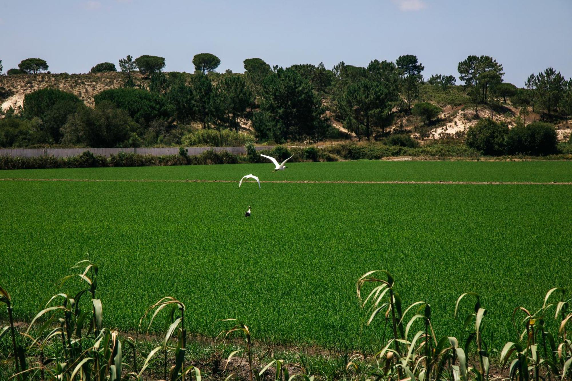 Herdade De Montalvo - Comporta Exteriör bild