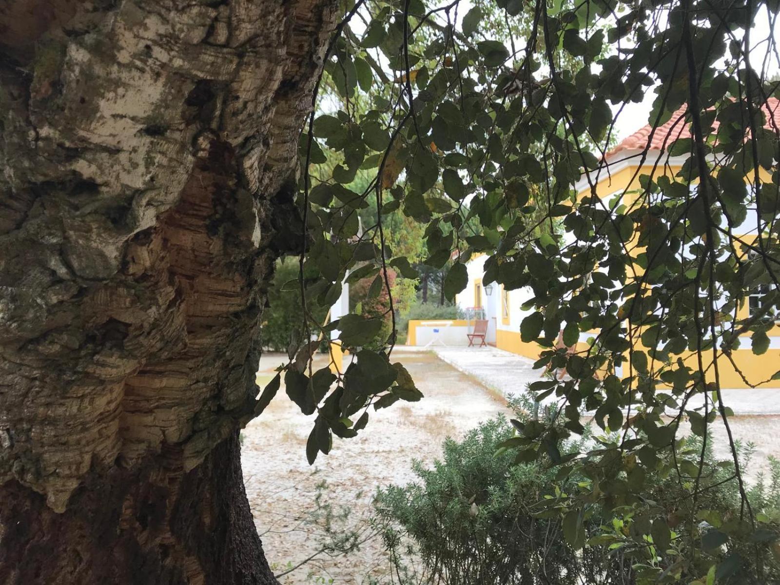 Herdade De Montalvo - Comporta Exteriör bild